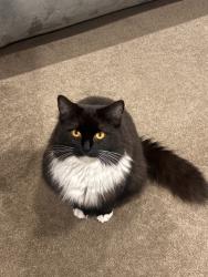 Reunited Female Cat last seen Powerhouse Rd, Casula NSW 2170, Australia, Casula, NSW 2170