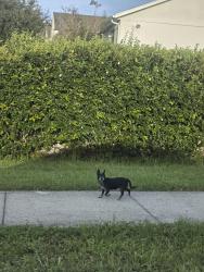 Found/Stray Unknown Dog last seen Masjid Almalik, Orlando, FL 32817