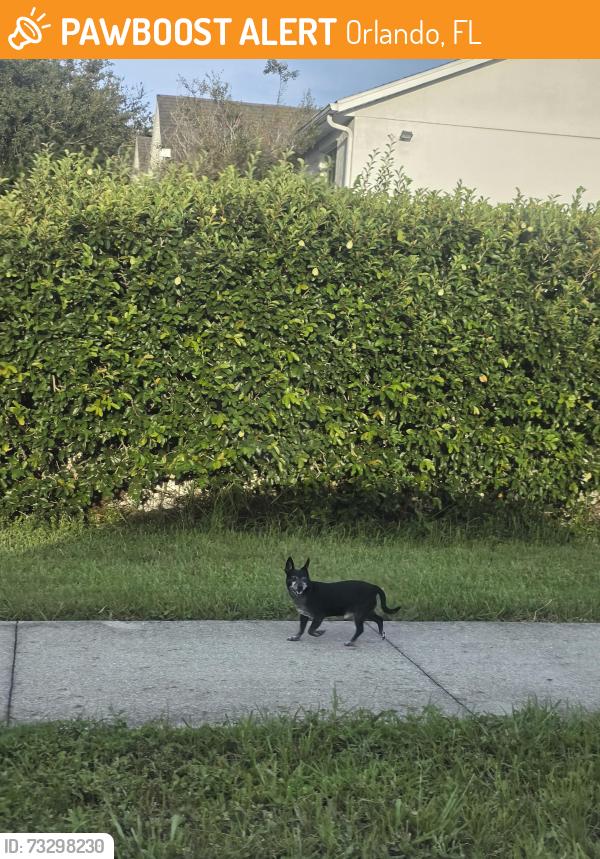 Found/Stray Unknown Dog last seen Masjid Almalik, Orlando, FL 32817