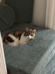 Lost Female Cat last seen Taylor’s Ferry & 82nd, Portland, OR 97223