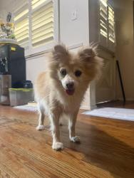Reunited Male Dog last seen Near Barranca Ave, Glendora, CA 91740, USA, Glendora, CA 91740