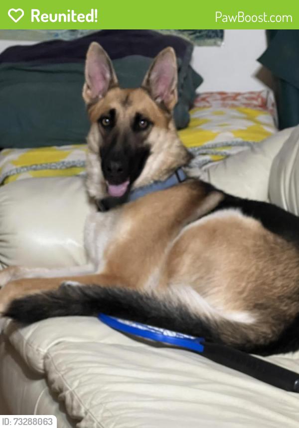 Reunited Male Dog last seen 4th St NW, Albuquerque, NM, USA, Albuquerque, NM 87104