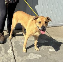 Shelter Stray Male Dog last seen Near BLOCK HALLMARK DR, 3528 Newburg Rd, Louisville, KY 40218, USA