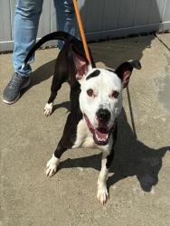 Shelter Stray Male Dog last seen Near BLOCK BERRY BLVD, NEAR CORNER OF TAYLOR B, 3528 Newburg Rd, Louisville, KY 40218, USA