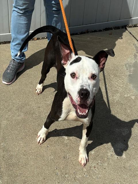 Shelter Stray Male Dog last seen Near BLOCK BERRY BLVD, NEAR CORNER OF TAYLOR B, 3528 Newburg Rd, Louisville, KY 40218, USA