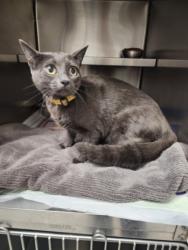 Shelter Stray Female Cat last seen , 11361 W Pico Blvd, Los Angeles, CA 90064, USA