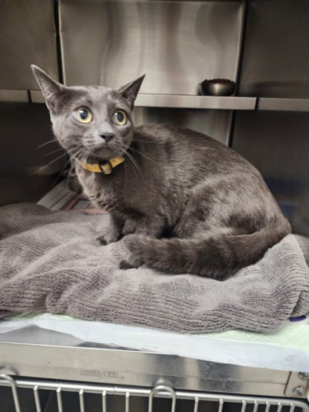 Shelter Stray Female Cat last seen , 11361 W Pico Blvd, Los Angeles, CA 90064, USA