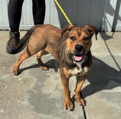 Shelter Stray Female Dog last seen Near BLOCK GREEN HAVEN DR, 3528 Newburg Rd, Louisville, KY 40218, USA