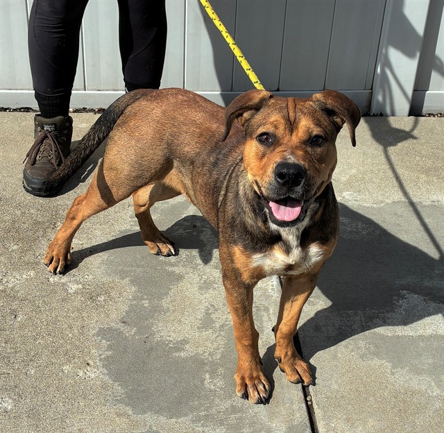 Shelter Stray Female Dog last seen Near BLOCK GREEN HAVEN DR, 3528 Newburg Rd, Louisville, KY 40218, USA