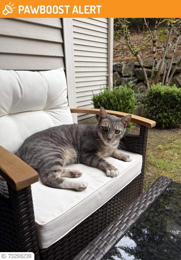 Found/Stray Unknown Cat last seen Lexington Heights, East Renton Highlands, WA 98059