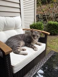 Found/Stray Unknown Cat last seen Lexington Heights, East Renton Highlands, WA 98059