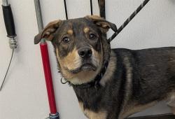 Shelter Stray Male Dog last seen , 4000 N Silverbell Rd, Tucson, AZ 85745, USA