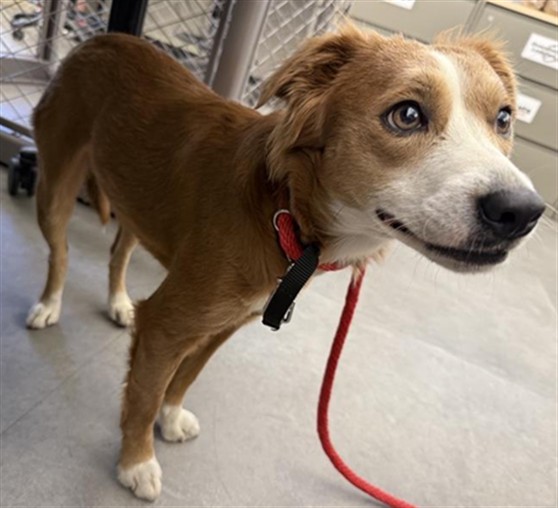 Shelter Stray Female Dog last seen P ST & 30TH ST, 2127 Front St, Sacramento, CA 95818, USA