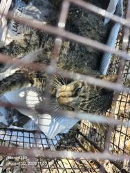 Shelter Stray Female Cat last seen Near BLOCK RIVERDALE, 4710 TX-151, San Antonio, TX 78227, USA