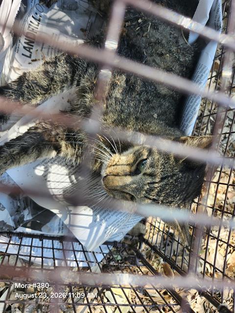 Shelter Stray Female Cat last seen Near BLOCK RIVERDALE, 4710 TX-151, San Antonio, TX 78227, USA