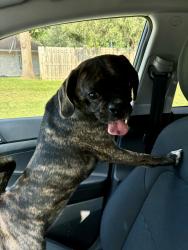 Reunited Female Dog last seen 146th st east of Allisonville Rd, Noblesville, IN 46060