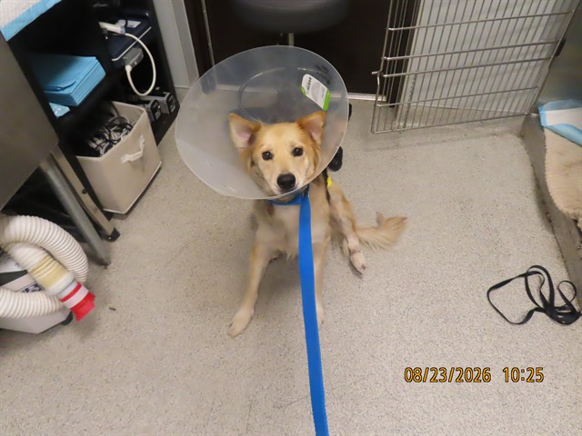Shelter Stray Female Dog last seen Near BLOCK W WIER AVE, 5501 E Van Buren St, Phoenix, AZ 85008, USA
