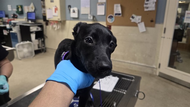 Shelter Stray Female Dog last seen Near BLOCK ARLINGTON AVE, RIVERSIDE CA 92504, 6851 Van Buren Boulevard, Jurupa Valley, CA 92509, USA