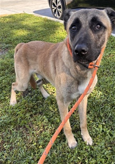 Shelter Stray Male Dog last seen Near BLOCK S FLAMINGO RD COOPER CITY FL 33330, 2400 SW 42nd St, Fort Lauderdale, FL 33312, USA