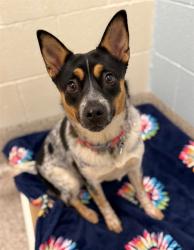 Shelter Stray Female Dog last seen HICKORY ST/ E BISON HWY, 12155 Park Blvd, Brighton, CO 80601, USA