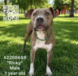 Shelter Stray Male Dog last seen , 3201 Lacy St, Los Angeles, CA 90031, USA