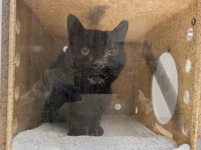 Shelter Stray Male Cat last seen Near BLOCK 48TH AVE S, AUBURN WA 98001, 21615 64th Ave S, Kent, WA 98032, USA