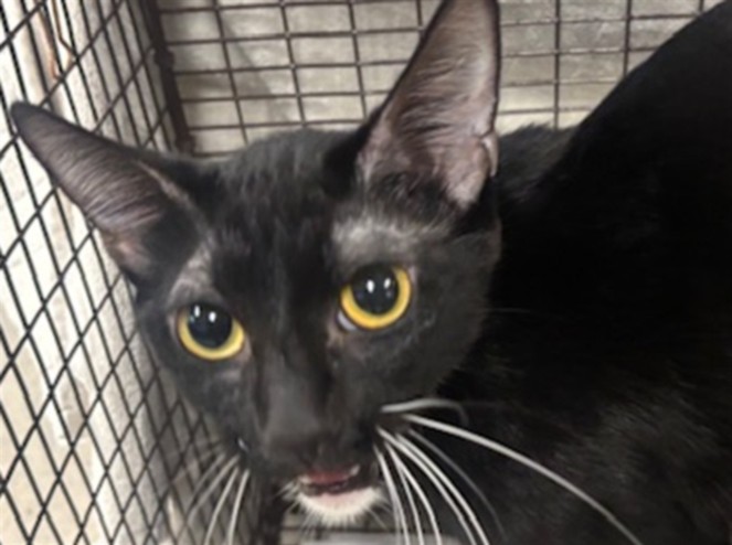 Shelter Stray Female Cat last seen , 14409 Vanowen St, Van Nuys, CA 91405, USA