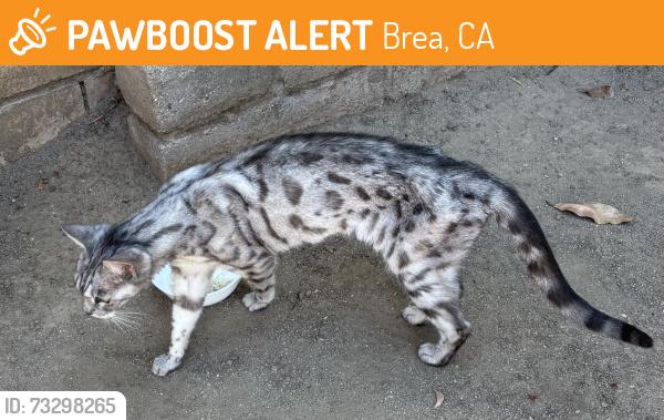 Found/Stray Unknown Cat last seen Goldenrod and Shamrock, Brea, CA 92821