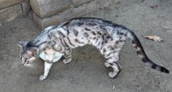 Found/Stray Unknown Cat last seen Goldenrod and Shamrock, Brea, CA 92821