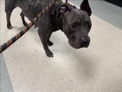 Shelter Stray Female Dog last seen , 14409 Vanowen St, Van Nuys, CA 91405, USA