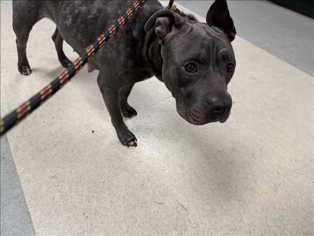 Shelter Stray Female Dog last seen , 14409 Vanowen St, Van Nuys, CA 91405, USA
