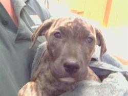 Shelter Stray Female Dog last seen WALERGA RD/ELVERTA RD, 95843, 3839 Bradshaw Rd, Sacramento, CA 95827, USA