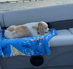 Reunited Male Dog last seen Looper Rd, South Carolina 29669, USA, Anderson County, SC 29669