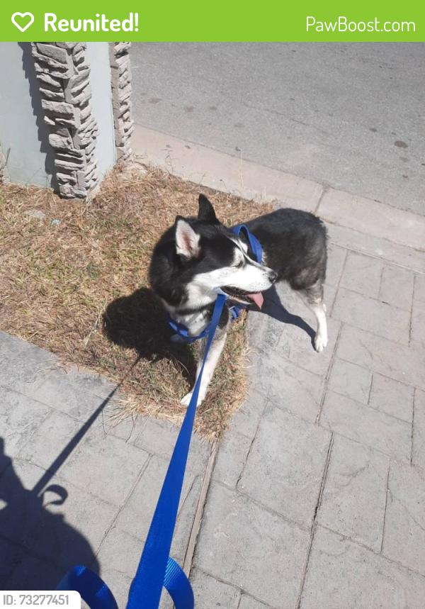 Reunited Male Dog last seen Morrision, Pablo Kisel and Stagecoach after PetSmart towards the Alton Gloor Area or before Dennet, Brownsville, TX 78520