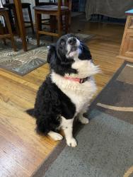 Reunited Male Dog last seen 45th and Indiana, Lubbock, TX 79413