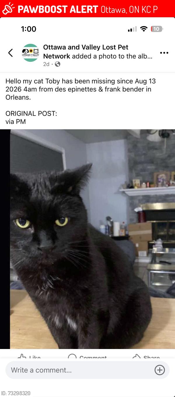 Lost Male Cat last seen Des epinettes, Ottawa, ON K1C 6P4