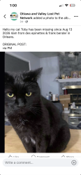 Lost Male Cat last seen Des epinettes, Ottawa, ON K1C 6P4
