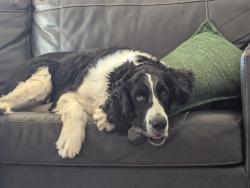 Lost Male Dog last seen Lemmon valley, Reno, NV 89506