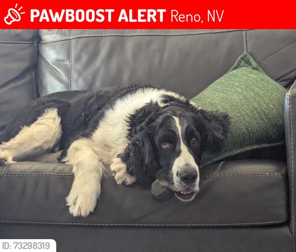 Lost Male Dog last seen Lemmon valley, Reno, NV 89506
