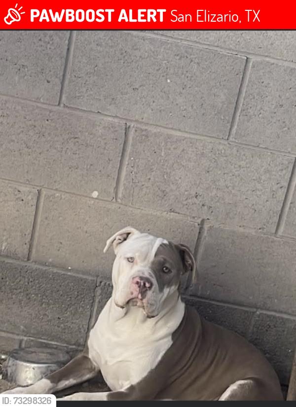 Lost Male Dog last seen Medea Dr, San Elizario, TX 79849