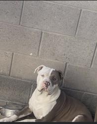 Lost Male Dog last seen Medea Dr, San Elizario, TX 79849
