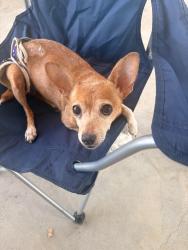 Found/Stray Unknown Dog last seen East college st., Alvarado, TX 76009