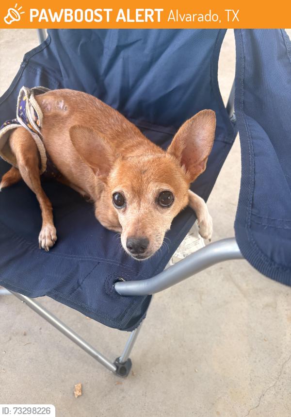 Found/Stray Unknown Dog last seen East college st., Alvarado, TX 76009