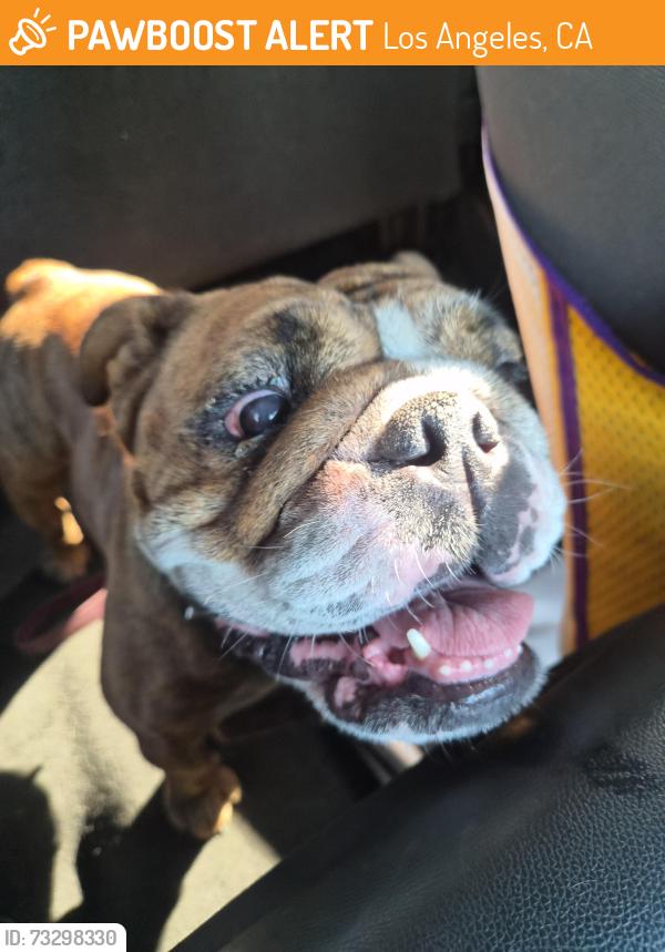Found/Stray Female Dog last seen 1st street, Los Angeles, CA 90029
