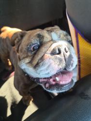 Found/Stray Female Dog last seen 1st street, Los Angeles, CA 90029