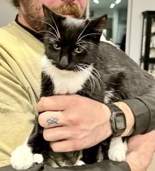 Lost Female Cat last seen Plummer and Pollard, Star, ID 83616