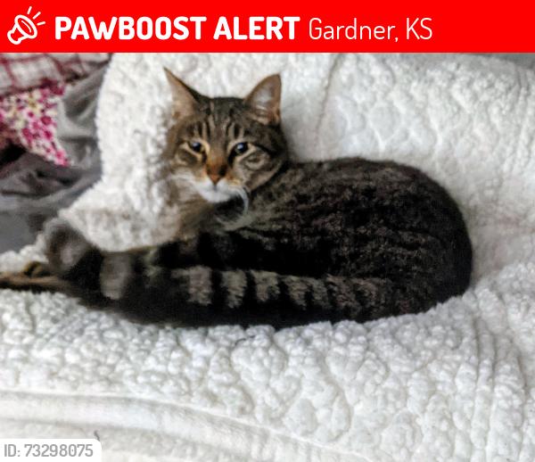 Lost Male Cat last seen Cottonwood and 167th terr, Gardner, KS 66030