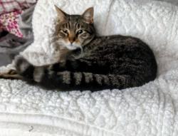 Lost Male Cat last seen Cottonwood and 167th terr, Gardner, KS 66030