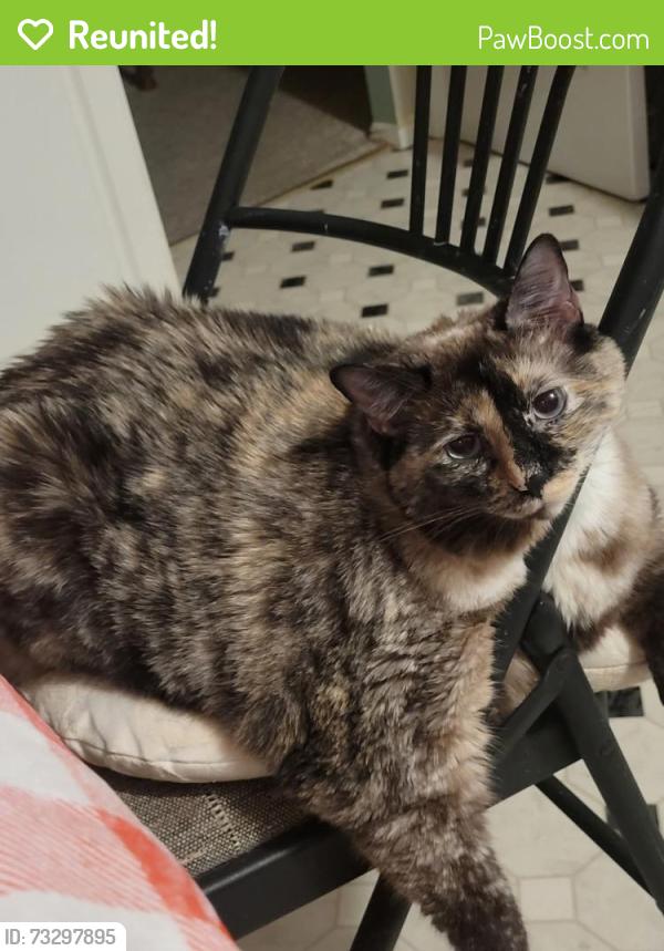 Reunited Female Cat last seen Kimberly Lane, St. Peters, MO 63376