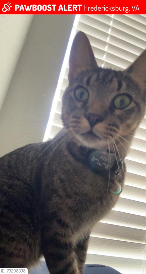 Lost Male Cat last seen Grassy area behind the hotels, Fredericksburg, VA 22401